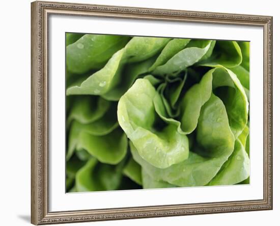 Green Lettuce-Clara Gonzalez-Framed Photographic Print