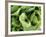 Green Lettuce-Clara Gonzalez-Framed Photographic Print