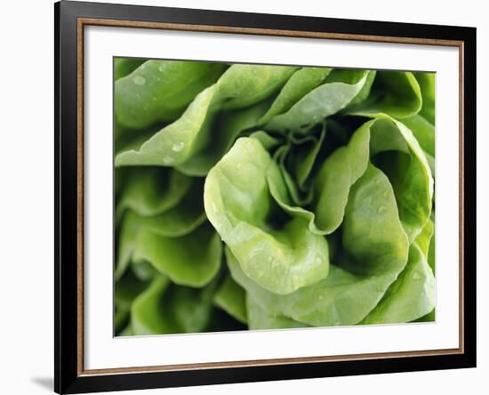 Green Lettuce-Clara Gonzalez-Framed Photographic Print