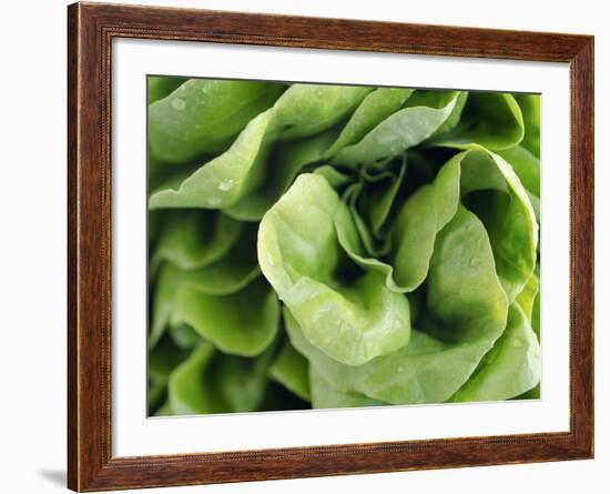 Green Lettuce-Clara Gonzalez-Framed Photographic Print