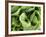 Green Lettuce-Clara Gonzalez-Framed Photographic Print