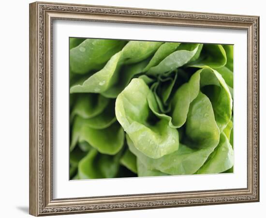 Green Lettuce-Clara Gonzalez-Framed Photographic Print