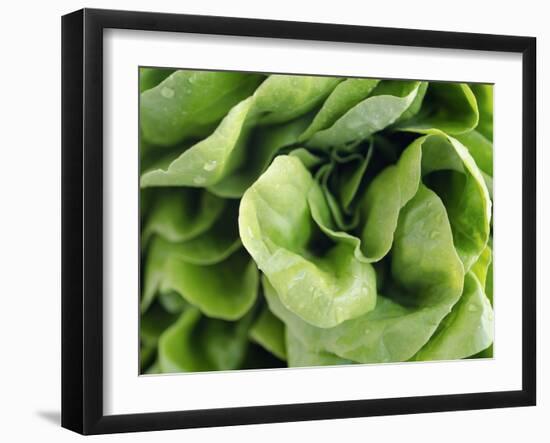 Green Lettuce-Clara Gonzalez-Framed Photographic Print