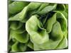 Green Lettuce-Clara Gonzalez-Mounted Photographic Print