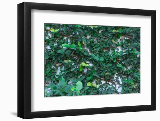 Green Liana-prajit48-Framed Photographic Print