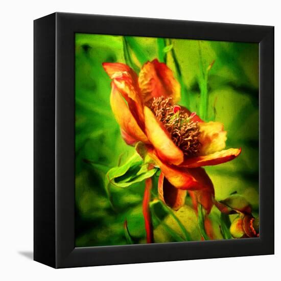 Green Light-Philippe Sainte-Laudy-Framed Premier Image Canvas