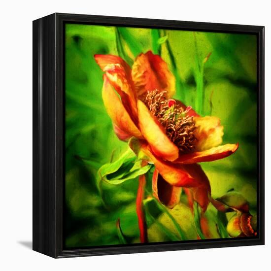 Green Light-Philippe Sainte-Laudy-Framed Premier Image Canvas