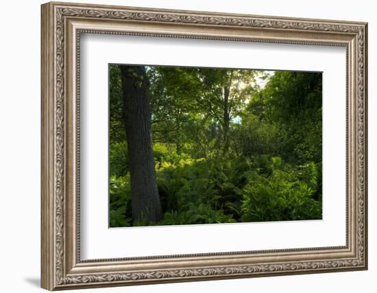 Green Light-Steve Gadomski-Framed Photographic Print