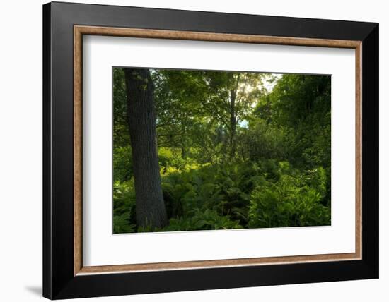 Green Light-Steve Gadomski-Framed Photographic Print