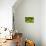 Green Lizard. Beautiful Animal in the Nature Habitat. Lizard from Forest. Green Garden Lizard, Calo-Ondrej Prosicky-Photographic Print displayed on a wall