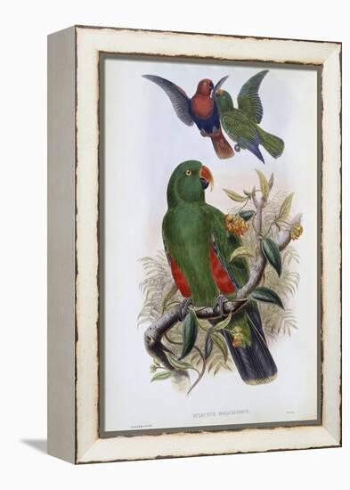 Green Lory-John Gould-Framed Premier Image Canvas