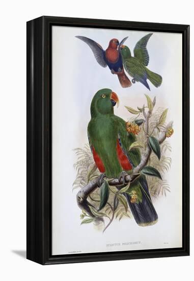 Green Lory-John Gould-Framed Premier Image Canvas