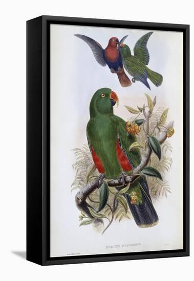 Green Lory-John Gould-Framed Premier Image Canvas