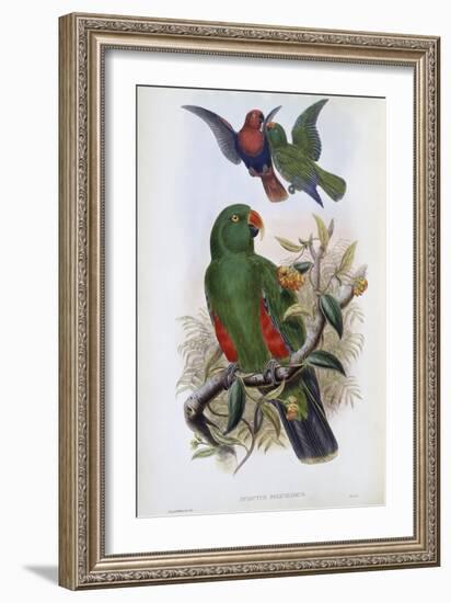 Green Lory-John Gould-Framed Giclee Print