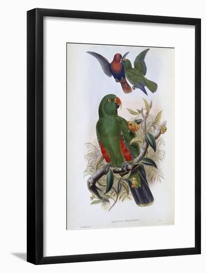 Green Lory-John Gould-Framed Giclee Print