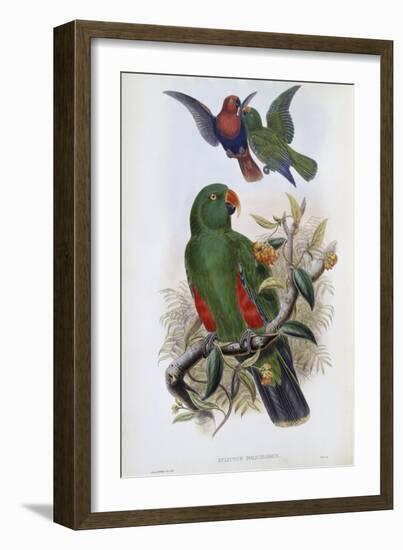 Green Lory-John Gould-Framed Giclee Print