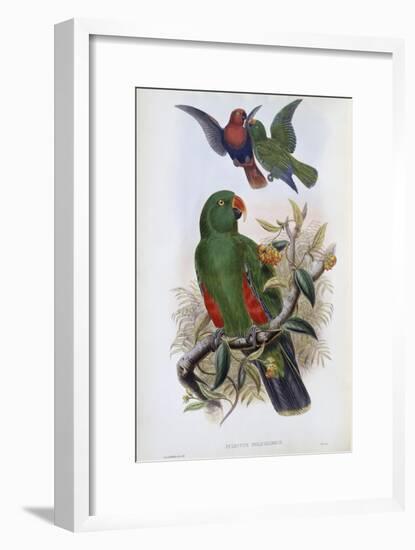 Green Lory-John Gould-Framed Giclee Print