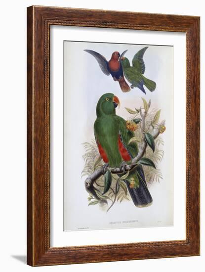 Green Lory-John Gould-Framed Giclee Print