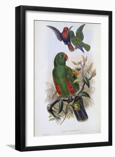 Green Lory-John Gould-Framed Giclee Print