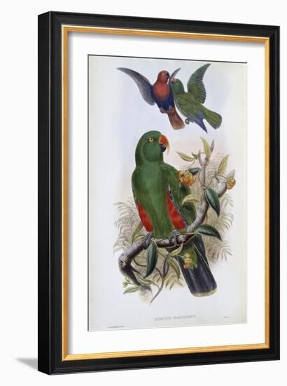 Green Lory-John Gould-Framed Giclee Print