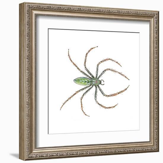 Green Lynx Spider (Peucetia Viridans), Arachnids-Encyclopaedia Britannica-Framed Art Print