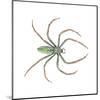 Green Lynx Spider (Peucetia Viridans), Arachnids-Encyclopaedia Britannica-Mounted Art Print