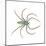 Green Lynx Spider (Peucetia Viridans), Arachnids-Encyclopaedia Britannica-Mounted Art Print