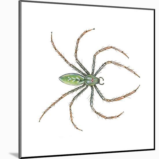 Green Lynx Spider (Peucetia Viridans), Arachnids-Encyclopaedia Britannica-Mounted Art Print