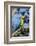 Green Macaw, Costa Rica-null-Framed Photographic Print