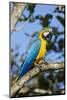 Green Macaw, Costa Rica-null-Mounted Photographic Print