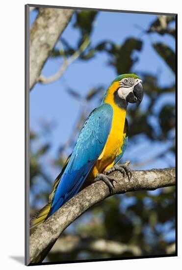 Green Macaw, Costa Rica-null-Mounted Photographic Print