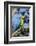 Green Macaw, Costa Rica-null-Framed Photographic Print