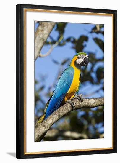 Green Macaw, Costa Rica-null-Framed Photographic Print