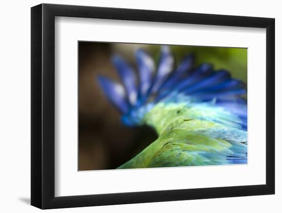 Green Macaw, Costa Rica-null-Framed Photographic Print