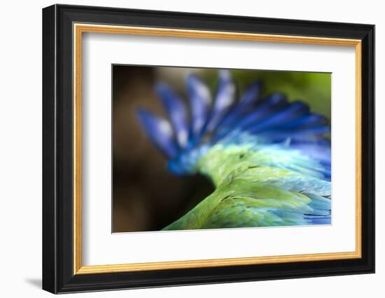 Green Macaw, Costa Rica-null-Framed Photographic Print