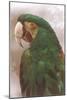 Green Macaw-null-Mounted Art Print