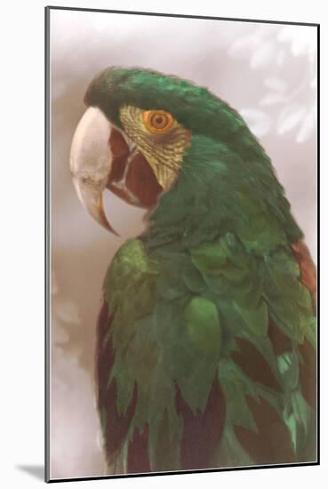 Green Macaw-null-Mounted Art Print