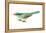 Green Magpie (Cissa Chinensis), Birds-Encyclopaedia Britannica-Framed Stretched Canvas