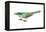 Green Magpie (Cissa Chinensis), Birds-Encyclopaedia Britannica-Framed Stretched Canvas