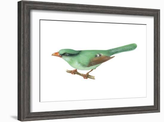 Green Magpie (Cissa Chinensis), Birds-Encyclopaedia Britannica-Framed Art Print