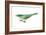 Green Magpie (Cissa Chinensis), Birds-Encyclopaedia Britannica-Framed Art Print
