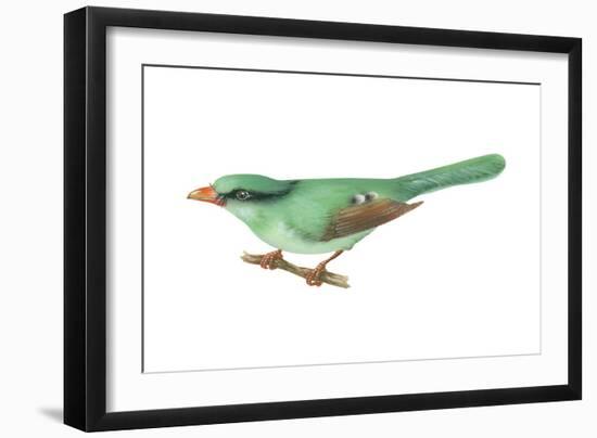 Green Magpie (Cissa Chinensis), Birds-Encyclopaedia Britannica-Framed Art Print