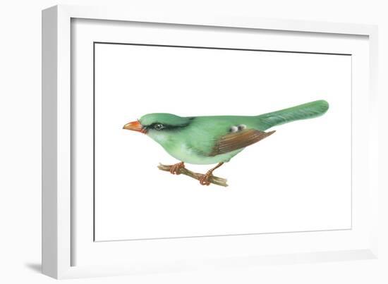 Green Magpie (Cissa Chinensis), Birds-Encyclopaedia Britannica-Framed Art Print