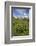 Green Meadows and Cows Grazing on a Sunny Summer Day, Orobie Alps, Arigna Valley-Roberto Moiola-Framed Photographic Print