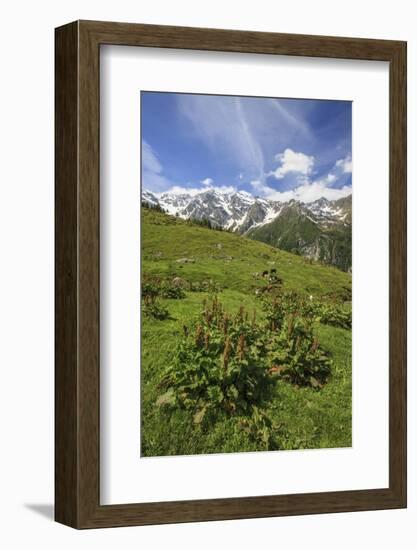 Green Meadows and Cows Grazing on a Sunny Summer Day, Orobie Alps, Arigna Valley-Roberto Moiola-Framed Photographic Print