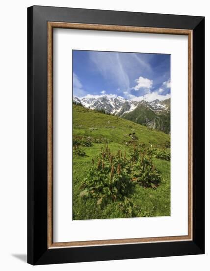 Green Meadows and Cows Grazing on a Sunny Summer Day, Orobie Alps, Arigna Valley-Roberto Moiola-Framed Photographic Print