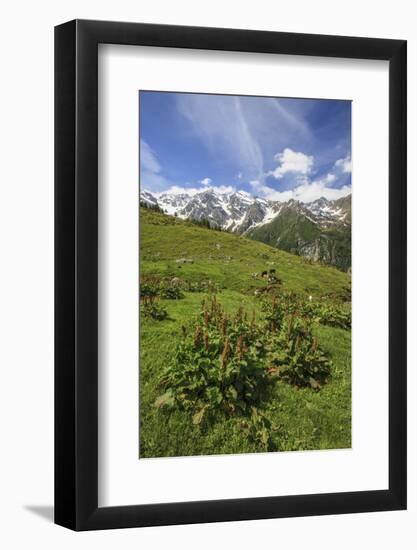 Green Meadows and Cows Grazing on a Sunny Summer Day, Orobie Alps, Arigna Valley-Roberto Moiola-Framed Photographic Print