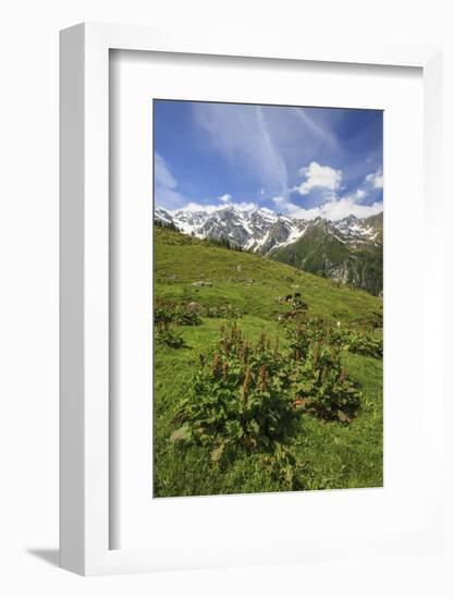 Green Meadows and Cows Grazing on a Sunny Summer Day, Orobie Alps, Arigna Valley-Roberto Moiola-Framed Photographic Print