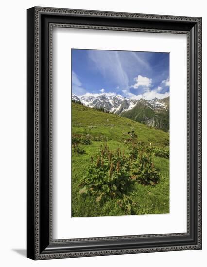 Green Meadows and Cows Grazing on a Sunny Summer Day, Orobie Alps, Arigna Valley-Roberto Moiola-Framed Photographic Print