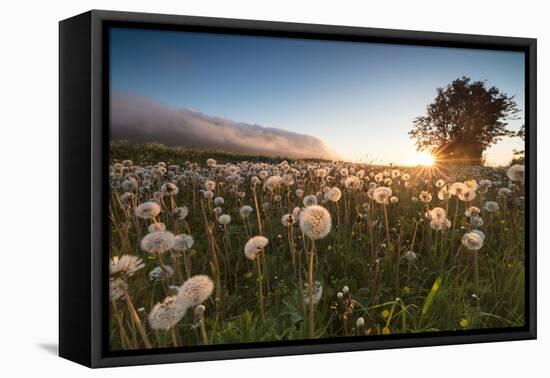 Green meadows of dandelions framed by the midnight sun, Fredvang, Moskenesoya, Nordland county, Lof-Roberto Moiola-Framed Premier Image Canvas